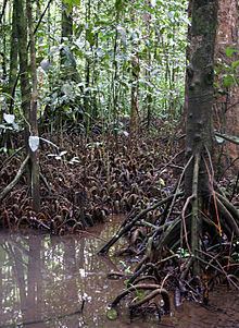 Myristica swamp httpsuploadwikimediaorgwikipediacommonsthu