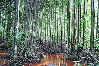Myristica swamp Real hotspot of biodiversity mapped Business Line