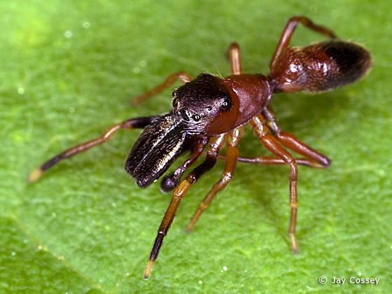 Myrmarachne formicaria Ant Mimic Jumping Spider Myrmarachne formicaria BugGuideNet