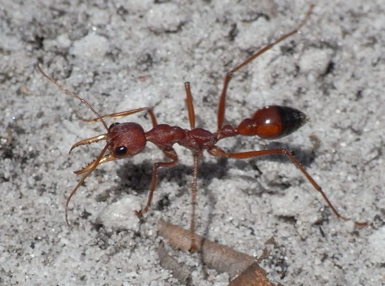 Myrmecia (ant) FileRed Bull Ant SandJPG Wikimedia Commons