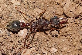 Myrmecia (ant) Myrmecia ant Wikipedia