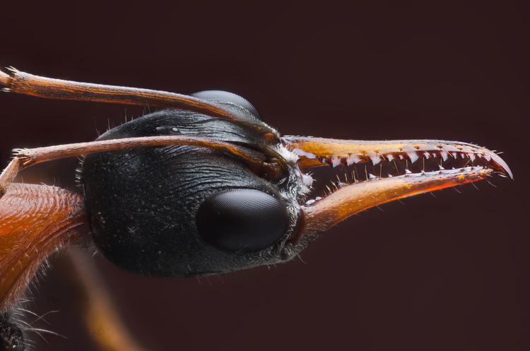 Myrmecia (ant) FileMyrmecia nigrocincta Australian Bull Antjpg Wikimedia Commons