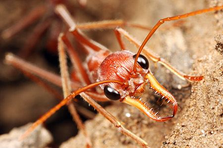 Myrmecia (ant) Reader photo red bull ant