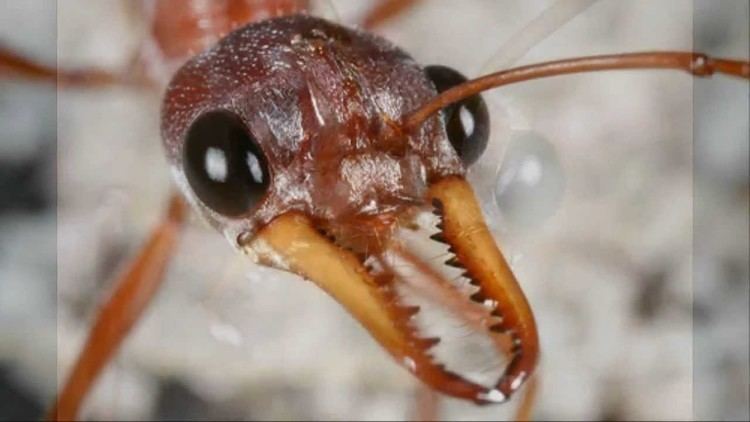 Myrmecia (ant) The Dangerous Western Australian Myrmecia Soldier Bull Ant YouTube