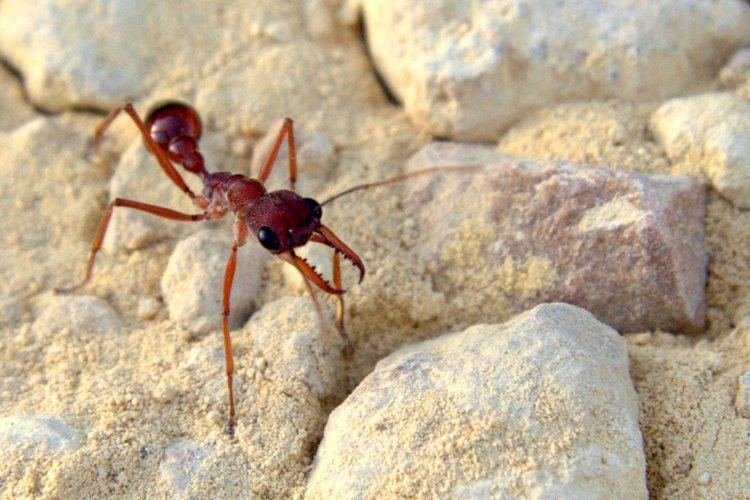 Myrmecia (ant) Myrmecia gulosa Wikipedia