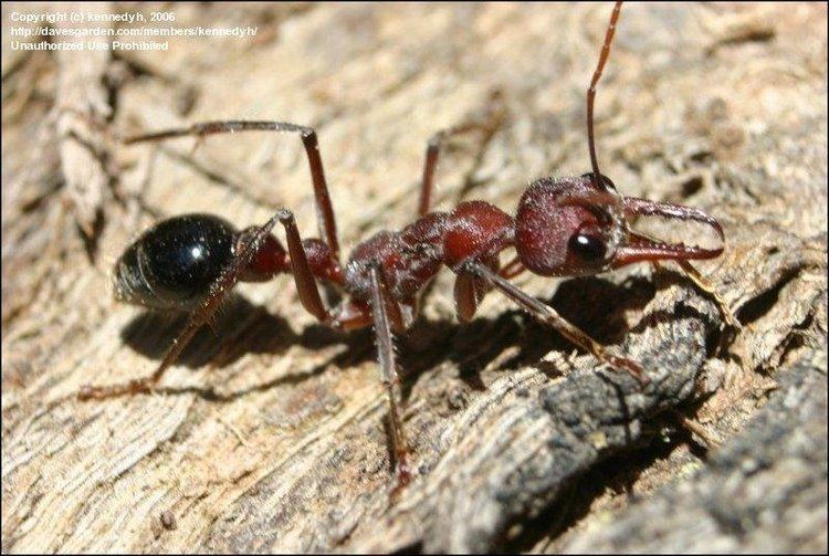 Myrmecia forficata Bug Pictures Bulldog Ant Bull Ant Inchman Myrmecia forficata by