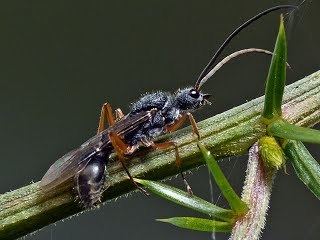 Myrmecia fulvipes httpssitesgooglecomsitehymenopteraapocritaa