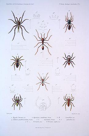 Myrmecium (spider) httpsuploadwikimediaorgwikipediacommonsthu