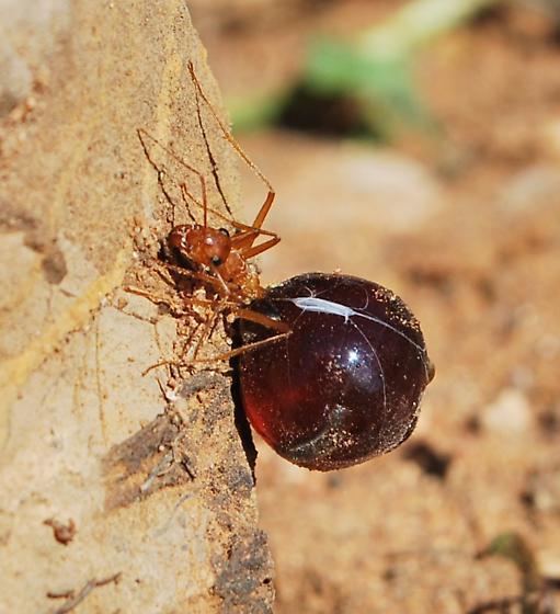 Myrmecocystus mexicanus honeypot ants Myrmecocystus mexicanus BugGuideNet
