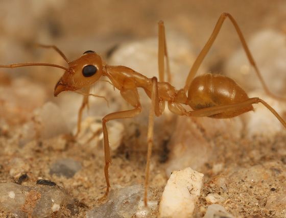 Myrmecocystus mexicanus night ants Myrmecocystus mexicanus BugGuideNet