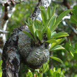 Myrmecodia Myrmecodia beccarii Growing Native Plants