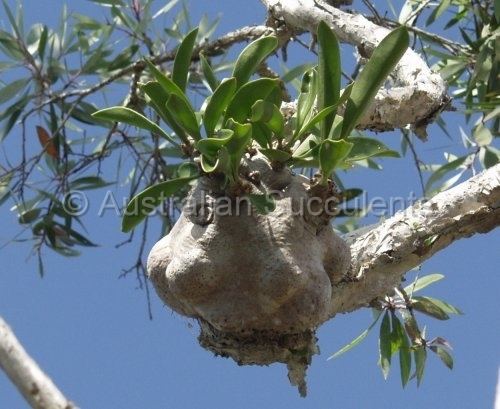 Myrmecodia beccarii Australian Succulents Myrmecodia beccarii gt Portulaca australis