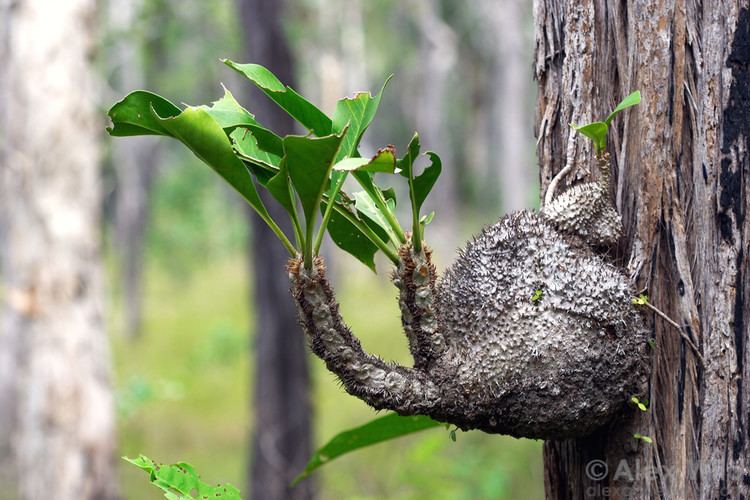 Myrmecophyte Myrmecophytic Plants and Their Ants Parasite Ecology