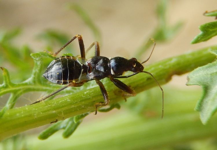 Myrmecoris gracilis Ant Mimic Bug Myrmecoris gracilis in Gunnersbury Triangle