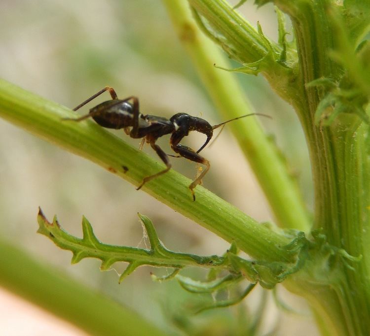 Myrmecoris gracilis Ant Mimic Bug Myrmecoris gracilis in Gunnersbury Triangle