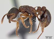 Myrmica lobicornis httpsuploadwikimediaorgwikipediacommonsthu