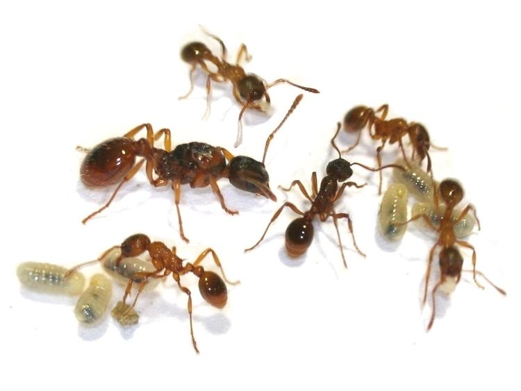 Myrmica rubra ANTSTORE Ameisenshop Ameisen kaufen Myrmica rubra