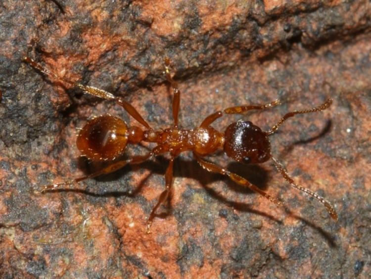 Myrmica rubra Common Red Ant Myrmica rubra NatureSpot