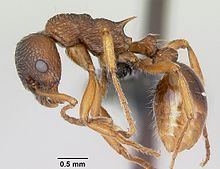 Myrmica ruginodis httpsuploadwikimediaorgwikipediacommonsthu