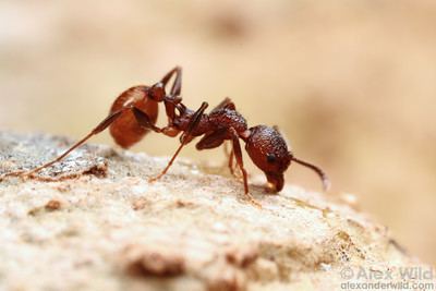 Myrmicinae Alex Wild Photography Photo Keywords red ants myrmicinae