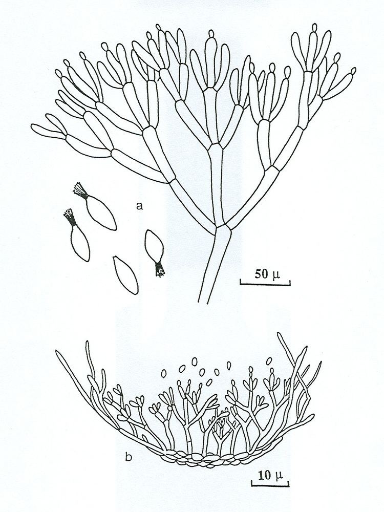 Myrothecium verrucaria MYCOTA Myrothecium