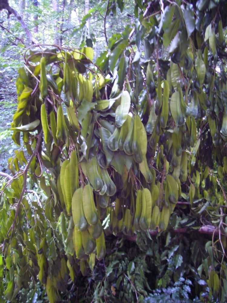 Myroxylon FileMyroxylon balsamum Seeds on Fallen Tree in Udawattakele 1jpg