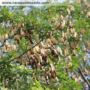 Myroxylon Myroxylon balsamum buy seeds at rarepalmseedscom