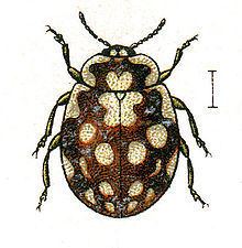 Myrrha (beetle) httpsuploadwikimediaorgwikipediacommonsthu