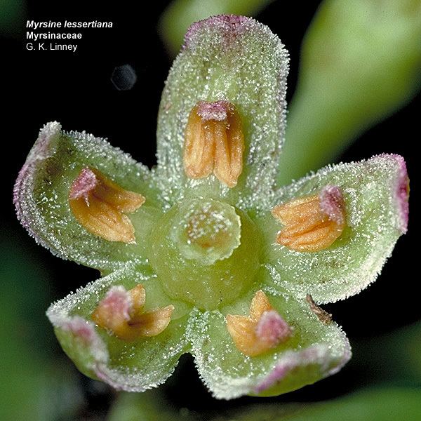 Myrsinaceae Flowering Plant Families UH Botany