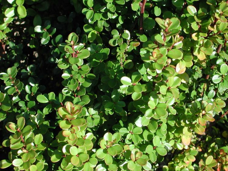 Myrsine africana Myrsine Africana Common Name African Boxwood 175mm Pot Dawsons