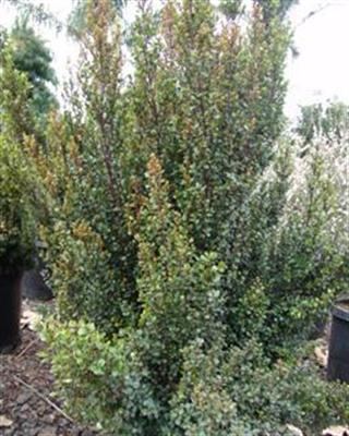 Myrsine africana MYRSINE africana Evergreen Nursery