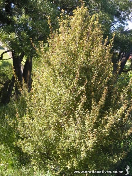 Myrsine australis Myrsine australis Oratia Native Plant Nursery