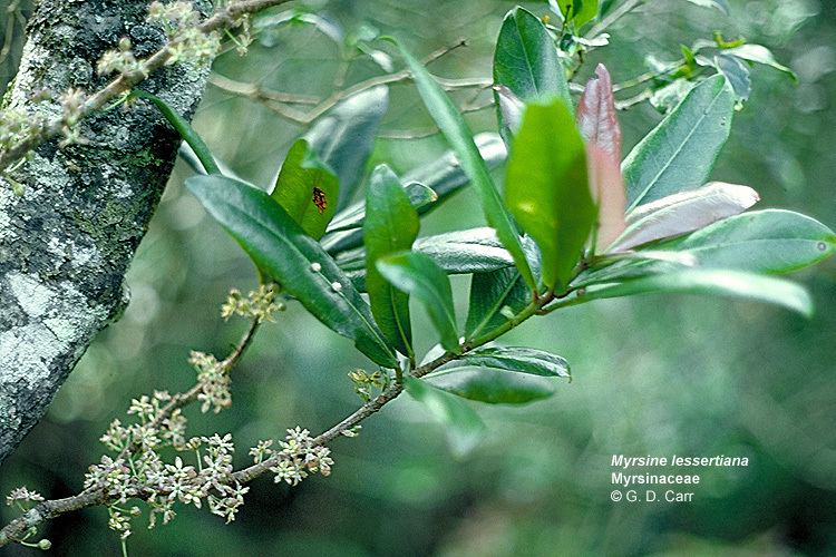 Myrsine lessertiana Hawaiian Native Plants UH Botany
