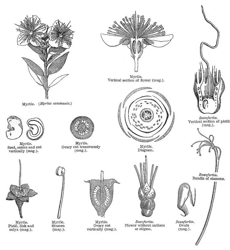 Myrtaceae Angiosperm families Myrtaceae Juss