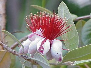 Myrtaceae Myrtaceae Wikispecies