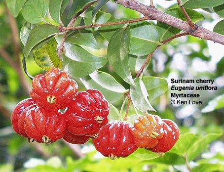 Myrtaceae Flowering Plant Families UH Botany