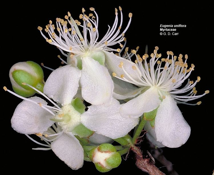 Myrtaceae Flowering Plant Families UH Botany