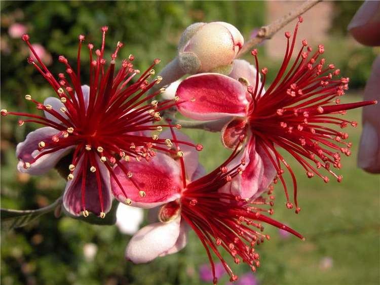 Myrtaceae Neotropical Myrtaceae Neotropikey from Kew