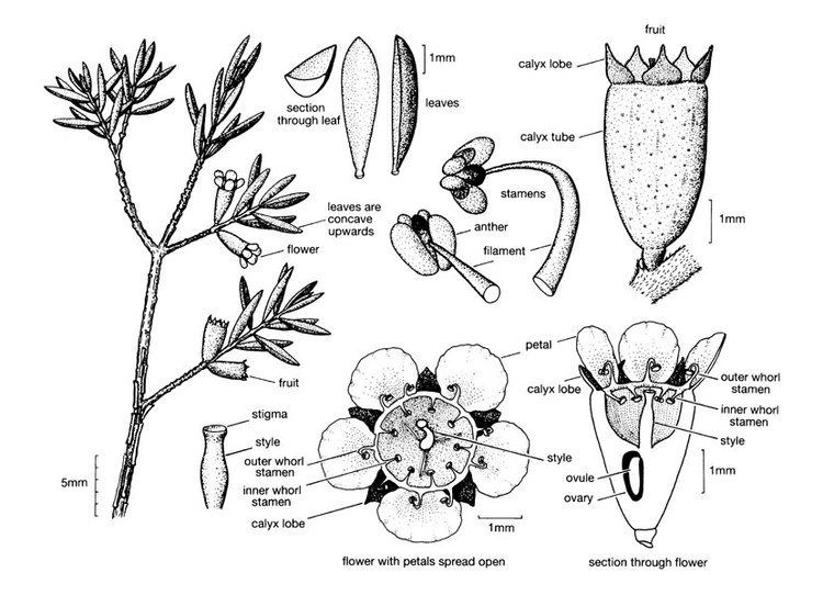 Myrtaceae Myrtaceae illustrations Australian Plant Information
