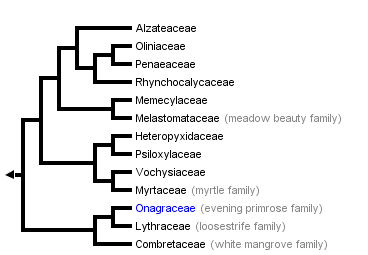 Myrtales Myrtales