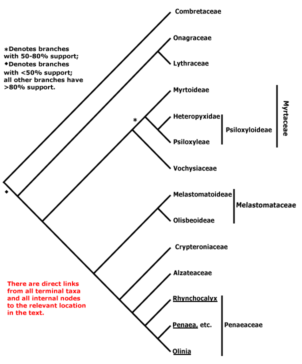 Myrtales - Alchetron, The Free Social Encyclopedia