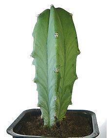 Myrtillocactus Myrtillocactus Wikipedia