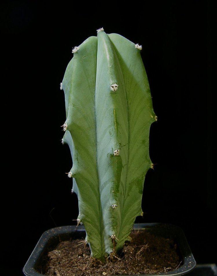 Myrtillocactus geometrizans httpsuploadwikimediaorgwikipediacommons88