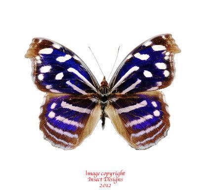 Myscelia cyaniris Insect Designs Butterflies and Moths Nymphalidae Myscelia