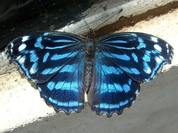 Myscelia ethusa Moth Photographers Group Moths of Mexico by JCT Garca Morales