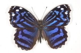 Myscelia ethusa Myscelia ethusa Mexican Bluewing Discover Life
