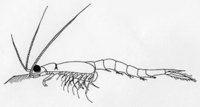Mysida Palaeos Arthropods Crustacea Malacostraca Mysida