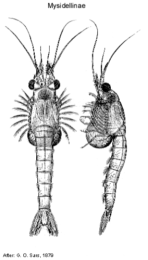 Mysidacea Mysidacea Families Subfamilies and Tribes Mysidellinae