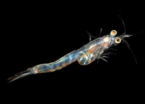 Mysidacea Opossum Shrimp Mysidacea