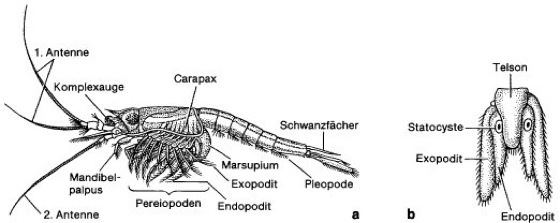 Mysidacea Mysidacea Lexikon der Biologie Spektrum der Wissenschaft